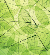 Dimex Leaf Veins Papier Peint 225x250cm 3 bandes | yourdeclineoration.com