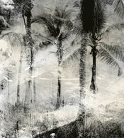 Dimex Palm Trees Abstract Papier Peint 225x250cm 3 bandes | yourdeclineoration.com