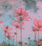 Dimex Pink Flower Abstract Papier Peint 225x250cm 3 bandes | yourdeclineoration.com
