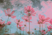 Dimex Pink Flower Abstract Papier Peint 375x250cm 5 bandes | yourdeclineoration.com