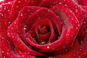 Dimex Red Rose Papier Peint 375x250cm 5 bandes | yourdeclineoration.com