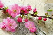 Dimex Sakura Papier Peint 375x250cm 5 bandes | yourdeclineoration.com
