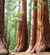 Dimex Sequoia Papier Peint 225x250cm 3 bandes | yourdeclineoration.com