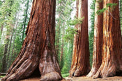 Dimex Sequoia Papier Peint 375x250cm 5 bandes | yourdeclineoration.com