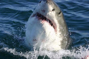 Dimex Shark Papier Peint 375x250cm 5 bandes | yourdeclineoration.com