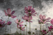 Dimex Violet Flower Abstract Papier Peint 375x250cm 5 bandes | yourdeclineoration.com