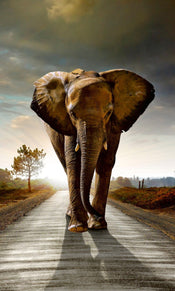 Dimex Walking Elephant Papier Peint 150x250cm 2 bandes | yourdeclineoration.com