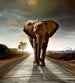 Dimex Walking Elephant Papier Peint 225x250cm 3 bandes | yourdeclineoration.com