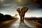 Dimex Walking Elephant Papier Peint 375x250cm 5 bandes | yourdeclineoration.com