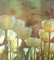 Dimex White Tulips Abstract Papier Peint 225x250cm 3 bandes | yourdeclineoration.com
