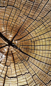 Dimex Wood Papier Peint 150x250cm 2 bandes | yourdeclineoration.com