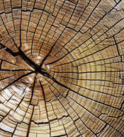Dimex Wood Papier Peint 225x250cm 3 bandes | yourdeclineoration.com