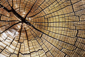 Dimex Wood Papier Peint 375x250cm 5 bandes | yourdeclineoration.com