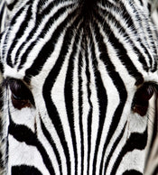 Dimex Zebra Papier Peint 225x250cm 3 bandes | yourdeclineoration.com