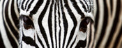 Dimex Zebra Papier Peint 375x150cm 5 bandes | yourdeclineoration.com
