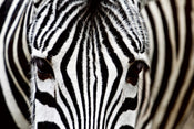 Dimex Zebra Papier Peint 375x250cm 5 bandes | yourdeclineoration.com