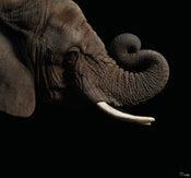 Komar Afrikaanse Olifant Papier Peint Intissé 300X280cm 6 pièces | yourdeclineoration.com