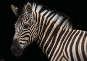 Komar Damara Zebra Papier Peint Intissé 400X280cm 6 pièces | yourdeclineoration.com