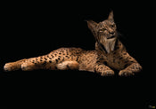 Komar Iberische Lynx Papier Peint Intissé 400X280cm 6 pièces | yourdeclineoration.com