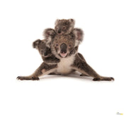 Komar Koala Papier Peint Intissé 300X280cm 6 pièces | yourdeclineoration.com