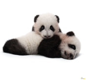 Komar Reuzenpanda Papier Peint Intissé 300X280cm 6 pièces | yourdeclineoration.com