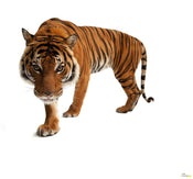 Komar Tijger Papier Peint Intissé 300X280cm 6 pièces | yourdeclineoration.com