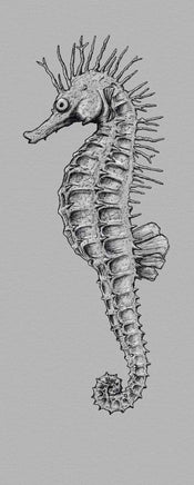 Komar Seahorse Papier Peint Intissé 100x250cm 1 bande | yourdeclineoration.com