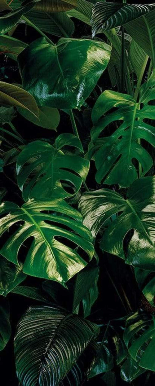 Komar Tropical Wall Papier Peint Intissé 100x250cm 1 bande | yourdeclineoration.com