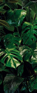 Komar Tropical Wall Papier Peint Intissé 100x250cm 1 bande | yourdeclineoration.com
