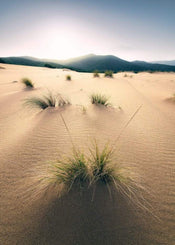 Komar Vivid Dunes Papier Peint Intissé 200x280cm 4 bandes | yourdeclineoration.com