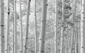 Komar Espenwald Papier Peint Intissé 450x280cm 9 bandes | yourdeclineoration.com