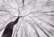 Wizard+Genius Inside the Trees Papier Peint 366x254cm 8 bandes | yourdeclineoration.com