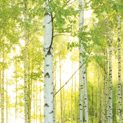 Komar Sunday Papier Peint Intissé National Geographic 368x248cm | yourdeclineoration.com