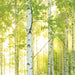 Komar Sunday Papier Peint Intissé National Geographic 368x248cm | yourdeclineoration.com